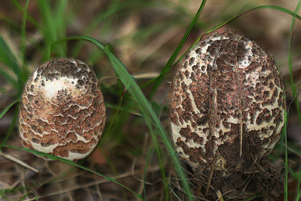 Photo of a mushroom