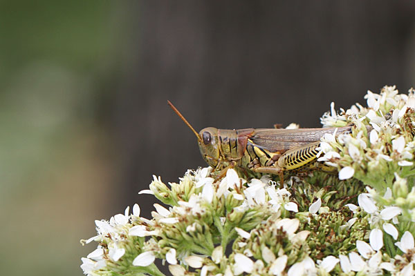 Photo of a grasshopper on flowers