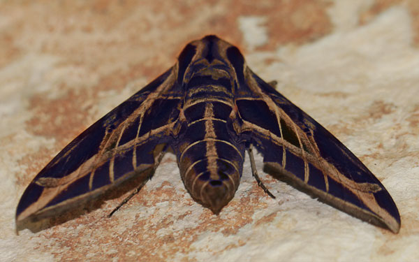 Photo of a moth