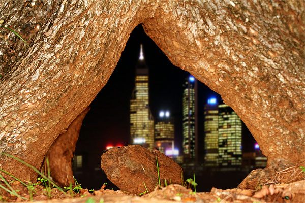 Photo of a tree trunk with a city skyline inside