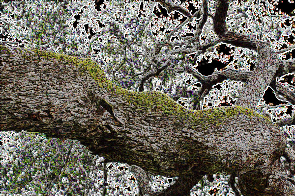Photo of a moss-covered tree limb