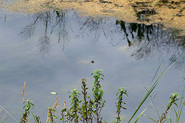 Photo of a turtle in the water