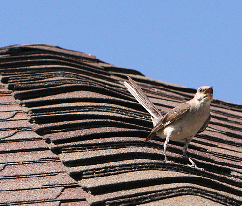 A mockingbird warns me away from its nesting babies