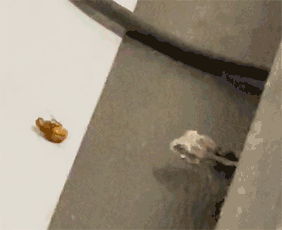 GIF - Texas spiny lizard devouring a beetle