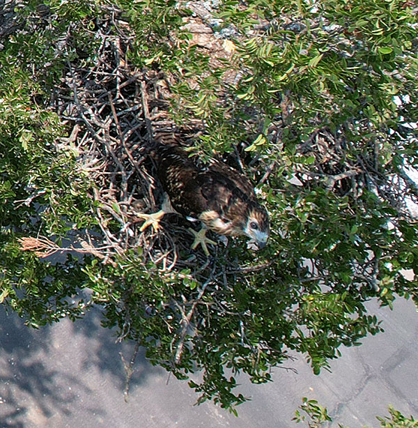 Photo - Juvenile hawk in nest