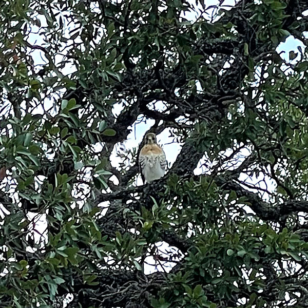 Photo - Juvenile hawk in tree