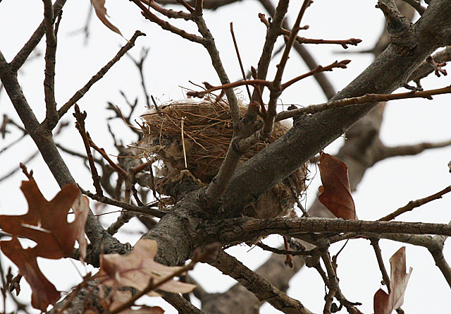 Photo of a bird nest