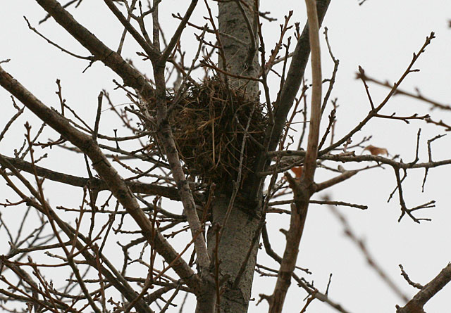 Photo of a bird nest