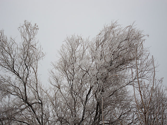 Photo of an ice-covered desert willow
