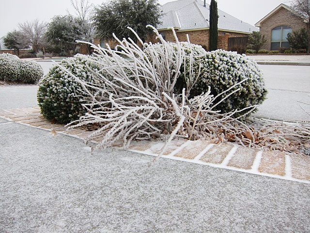 Photo of an ice-covered plant