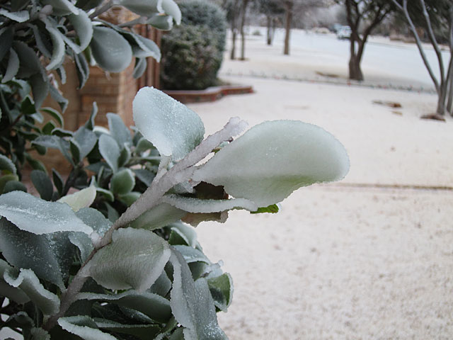 Photo of ice-covered photinia leaves
