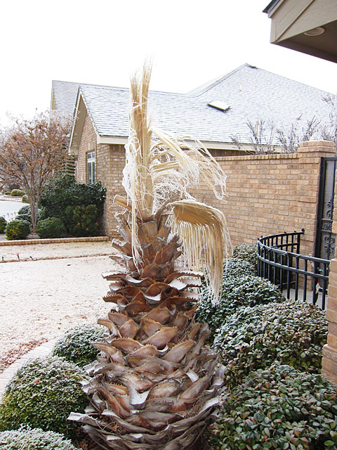 Photo of an ice-covered palm tree