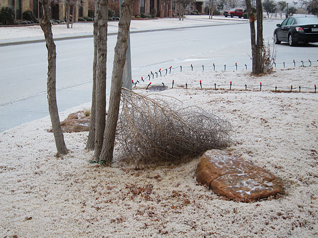 Photo of an ice-covered tumbleweed