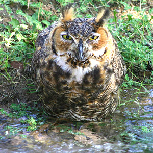 Photo - Great Horned Owl standing in water