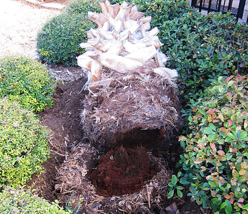 Photo - palm tree trunk lying prone