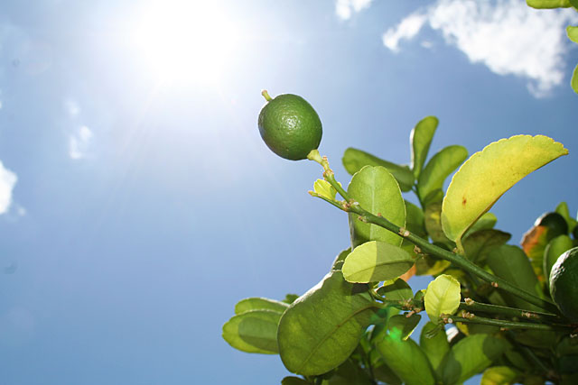 Photo: Mexican Lime