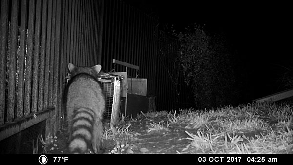 A raccoon approaches the trap