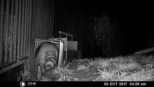 A raccoon enters the trap