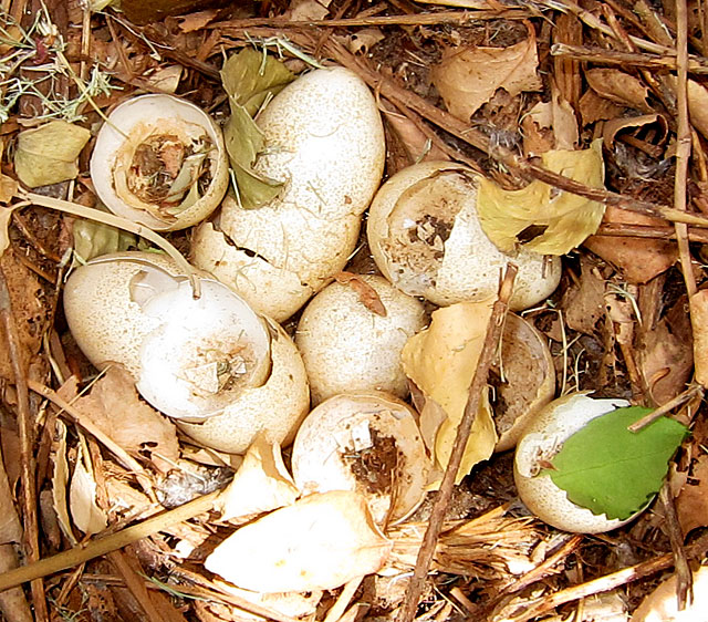 Hatched quail eggs