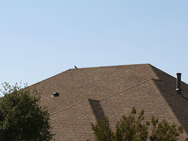 Photo - Quail on top of roof