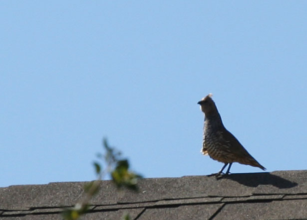 Close-up Photo - Quail on top of roof