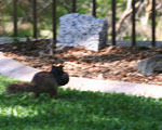 Rock squirrel mother carrying juvenile