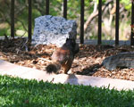 Rock squirrel mother carrying juvenile