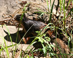 Juvenile rock squirrel in its more normal habitat