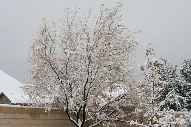 Photos of snow in Midland, Texas