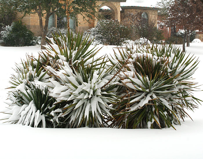 Snow-covered yuccas