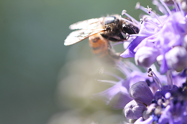 Cutter Bee on Vitex blooms