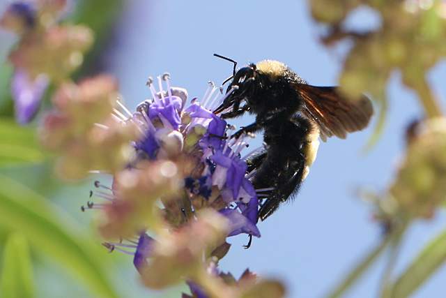 Bumblebee on Vitex blooms