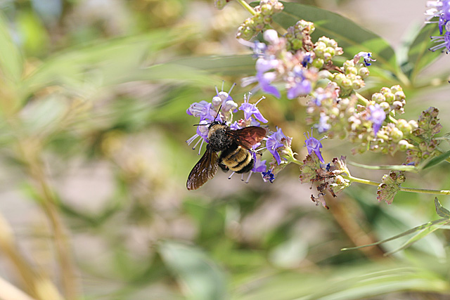 Bumblebee on Vitex blooms