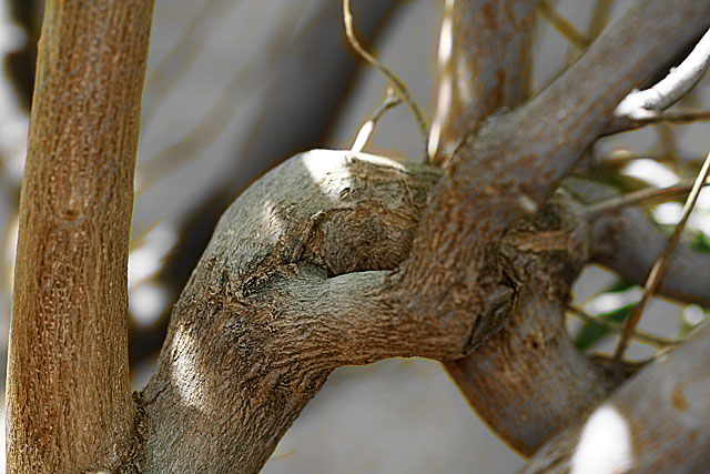 Vitex branches