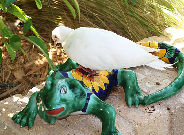 White dove atop ceramic iguana