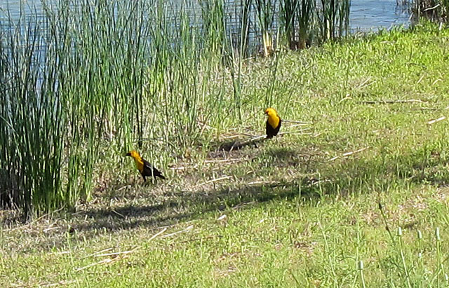 Photo of two yellow headed blackbirds