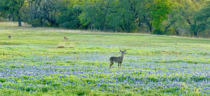 Photo: Bluebonnets and deer in 2024