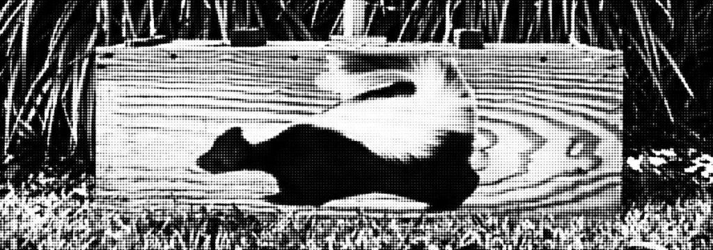 Black and white composite image of a skunk inside a wooden armadillo trap
