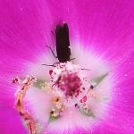 Unknown bug on unknown flower