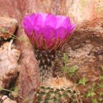 Rainbow cactus bloom