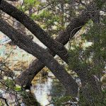 Trees along Horseshoe Creek, Horseshoe Bay, Texas