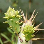 Flower buds on prickly pear