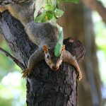 Relaxing squirrel, Midland, Texas