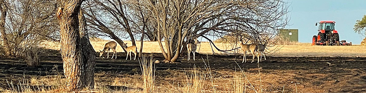 Whitetail deer browsing in a pasture immediately after a wildfire