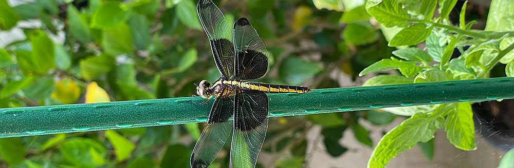 Photo - Widow skimmer dragonfly