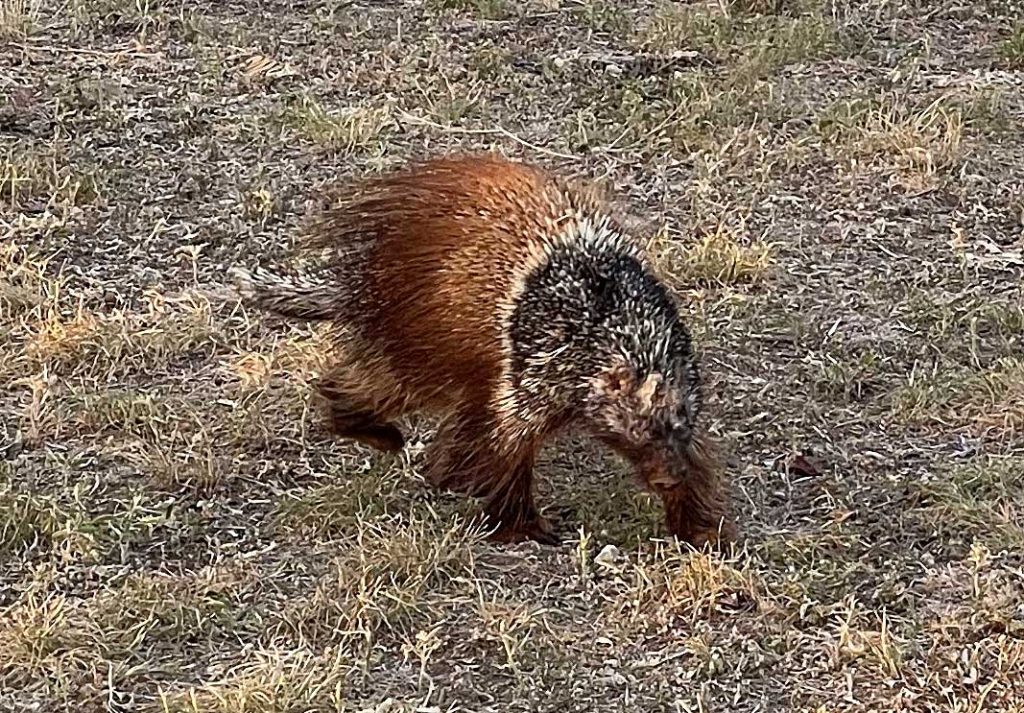 Photo - Porcupine