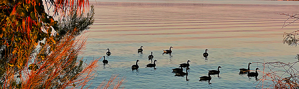 Photo: Canadian geese floating on Lake LBJ