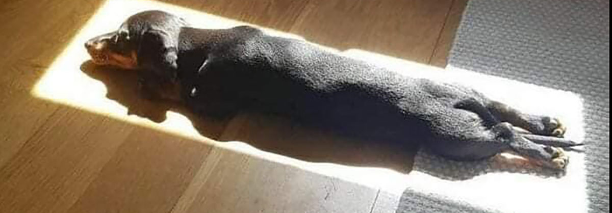 Dachshund lying in sunlight