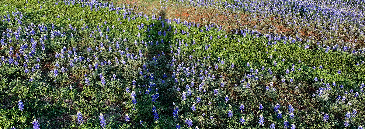 Photo: Shadow of photographer over a field of bluebonnets