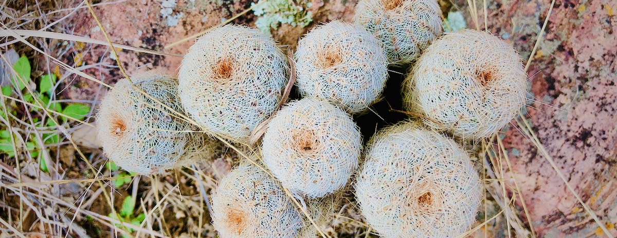 Photo: Small cluster of cacti